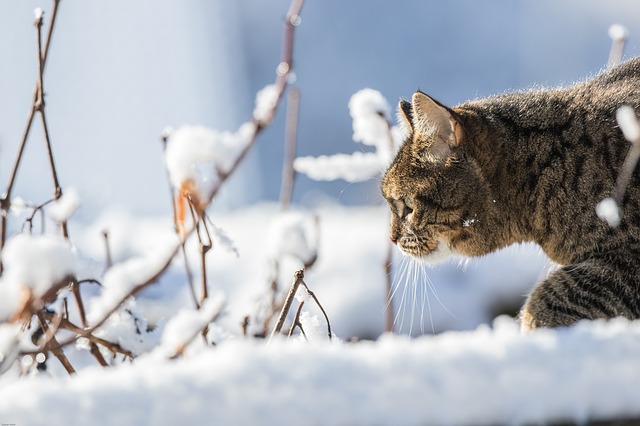 Conseils d'hiver pour votre chat d'exterieur